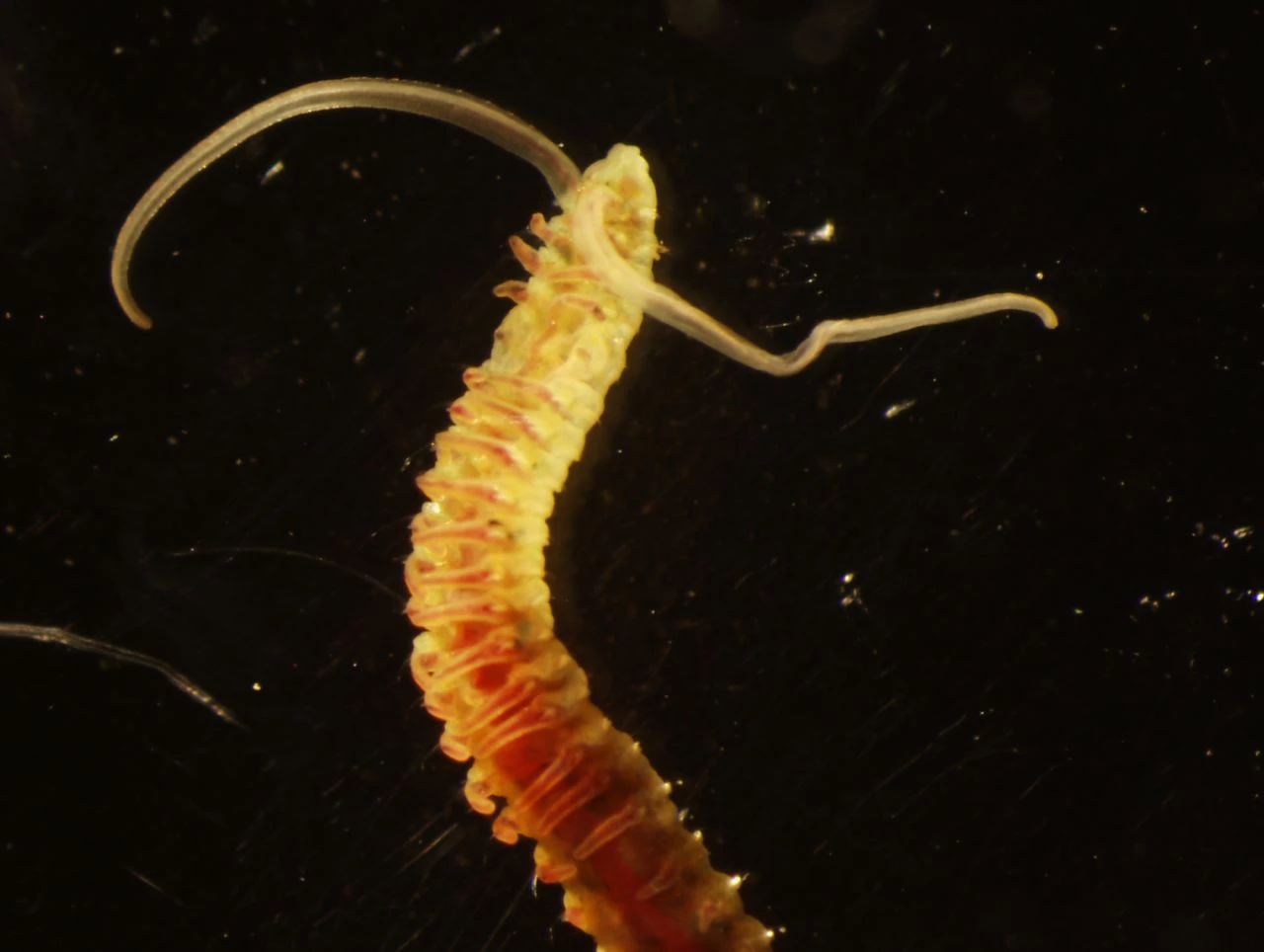 Boccardia worm