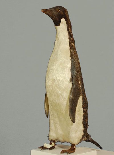 Adélie Penguin in the Museum's collections