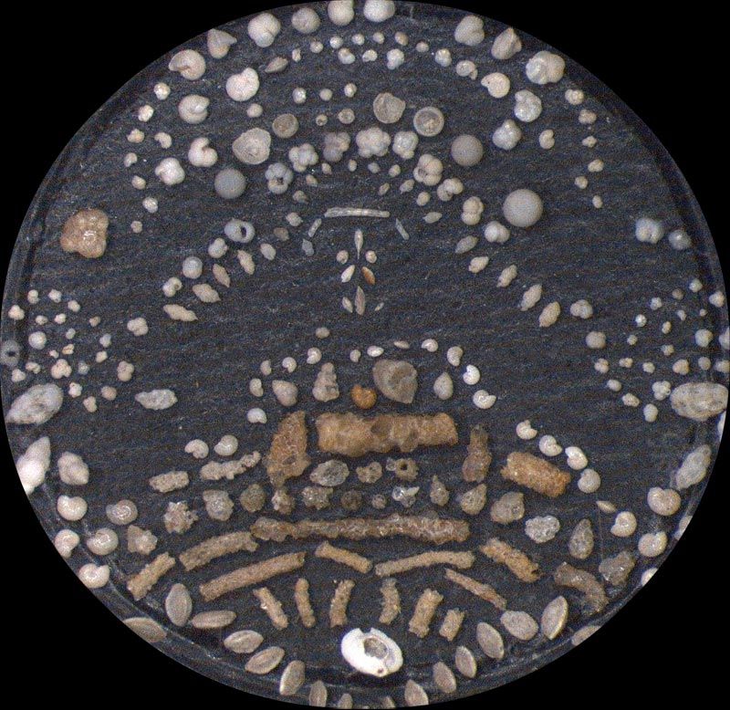 Heath Microfossil Collection: 80.36G.28