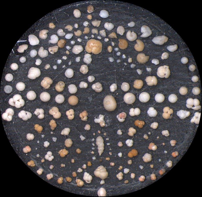 Heath Microfossil Collection: 80.36G.27