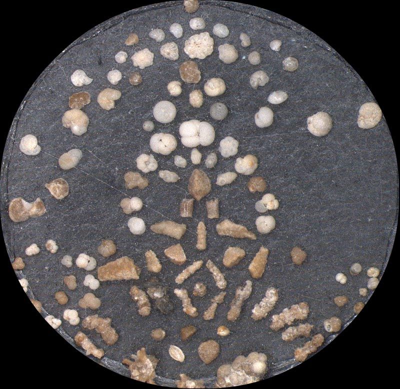 Heath Microfossil Collection: 80.36G.26
