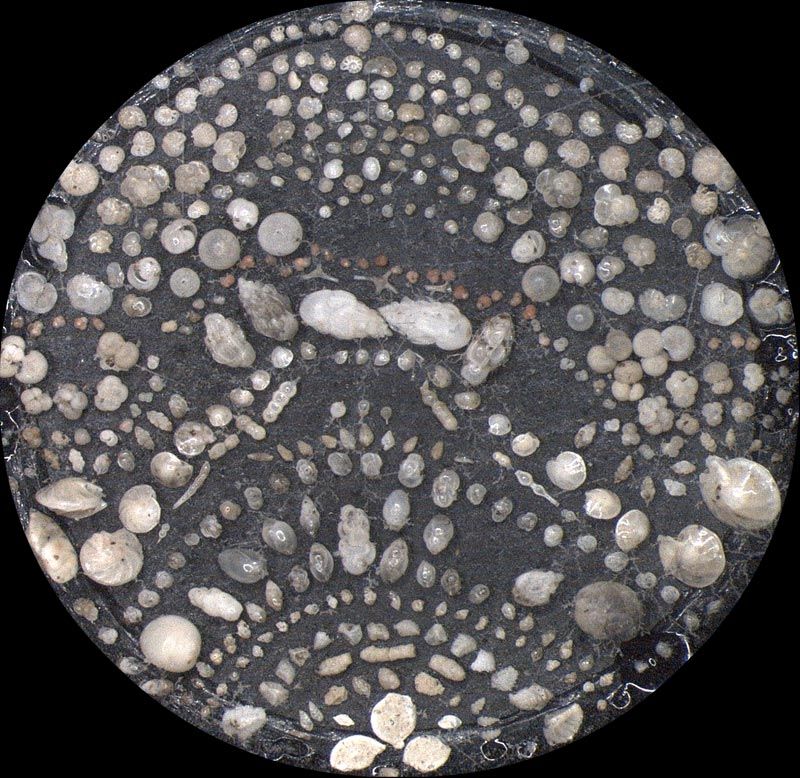 Heath Microfossil Collection: 80.36G.25
