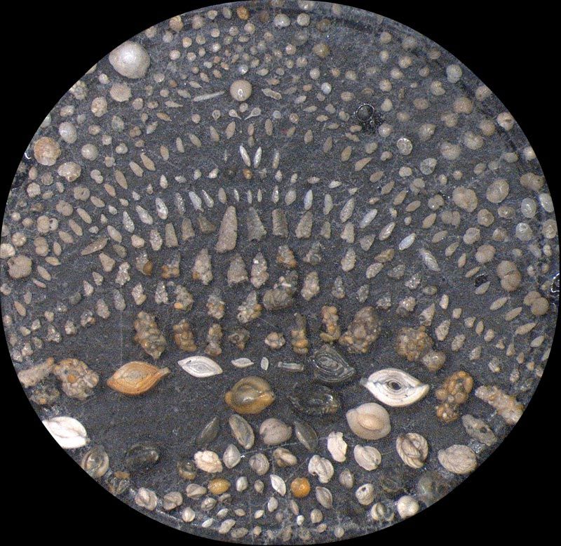 Heath Microfossil Collection: 80.36G.24