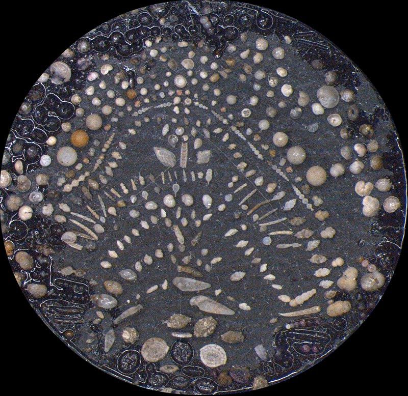 Heath Microfossil Collection: 80.36G.22