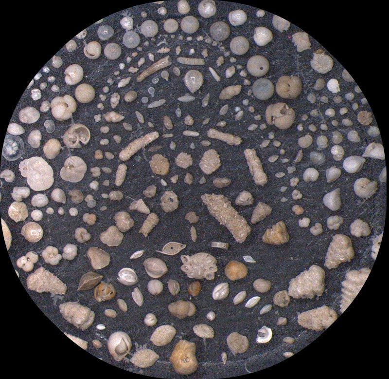 Heath Microfossil Collection: 80.36G.20