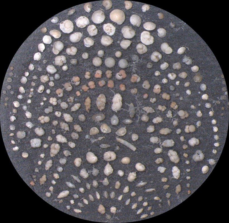 Heath Microfossil Collection: 80.36G.18
