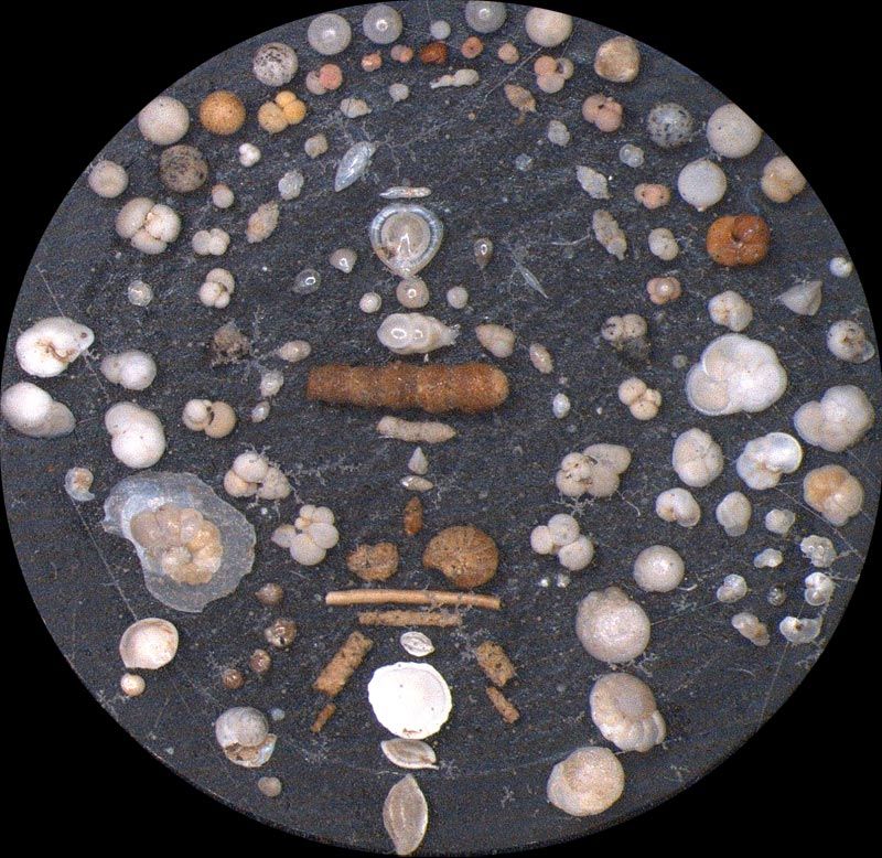 Heath Microfossil Collection: 80.36G.16