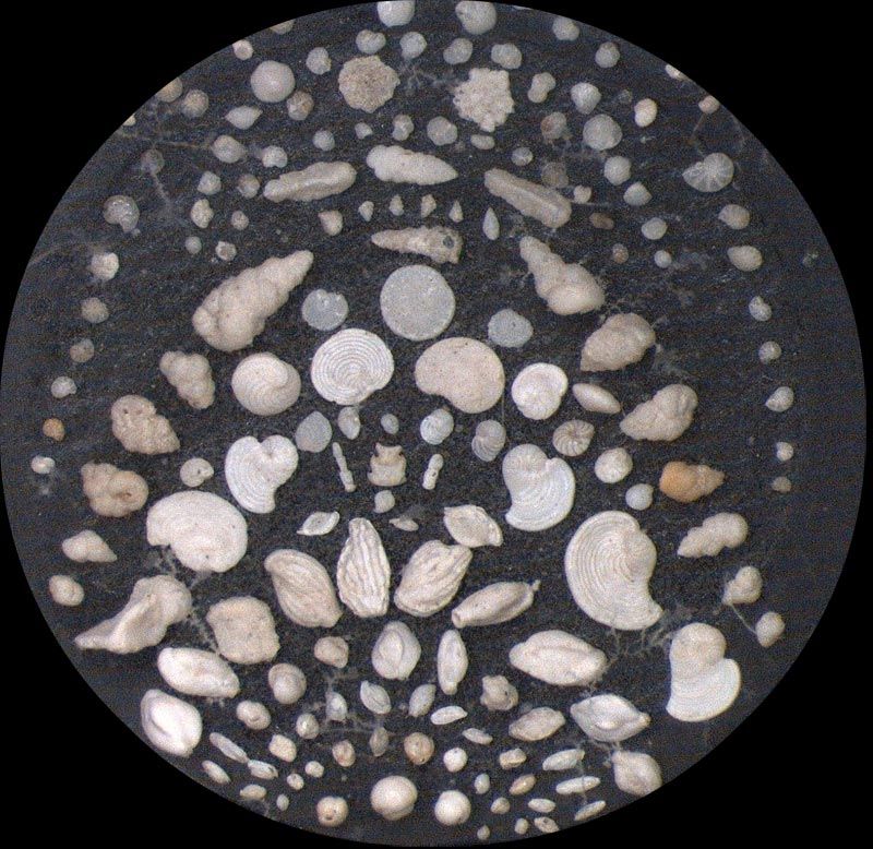 Heath Microfossil Collection: 80.36G.14