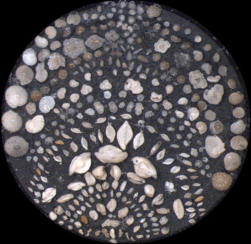 Heath Microfossil Collection: 80.36G.13