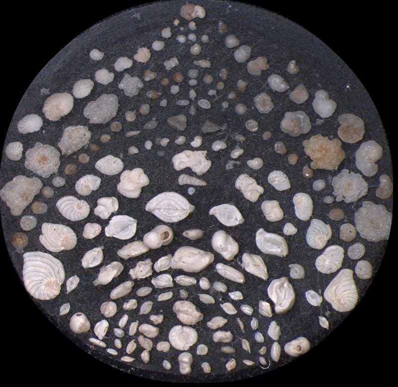 Heath Microfossil Collection: 80.36G.12