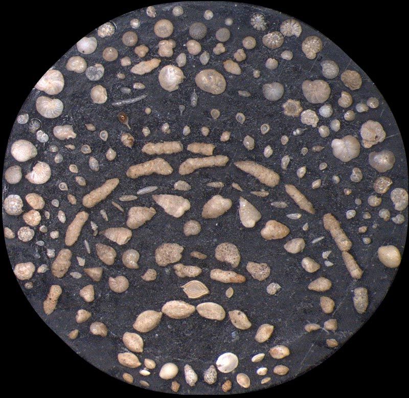 Heath Microfossil Collection: 80.36G.10