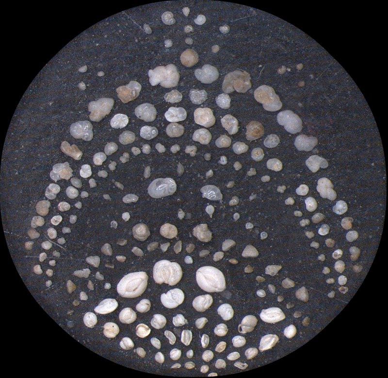 Heath Microfossil Collection: 80.36G.8