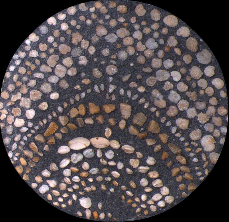 foraminifera microscope slide