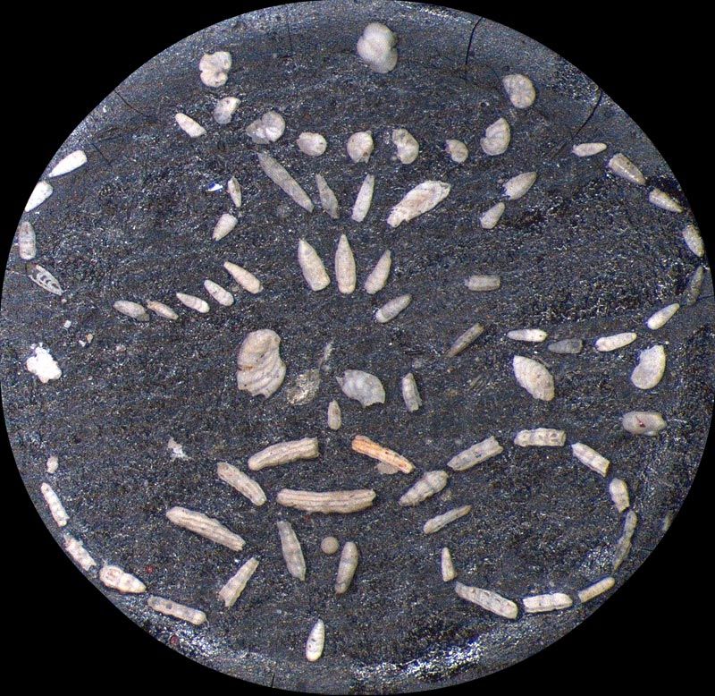 Heath Microfossil Collection: 80.36G.2