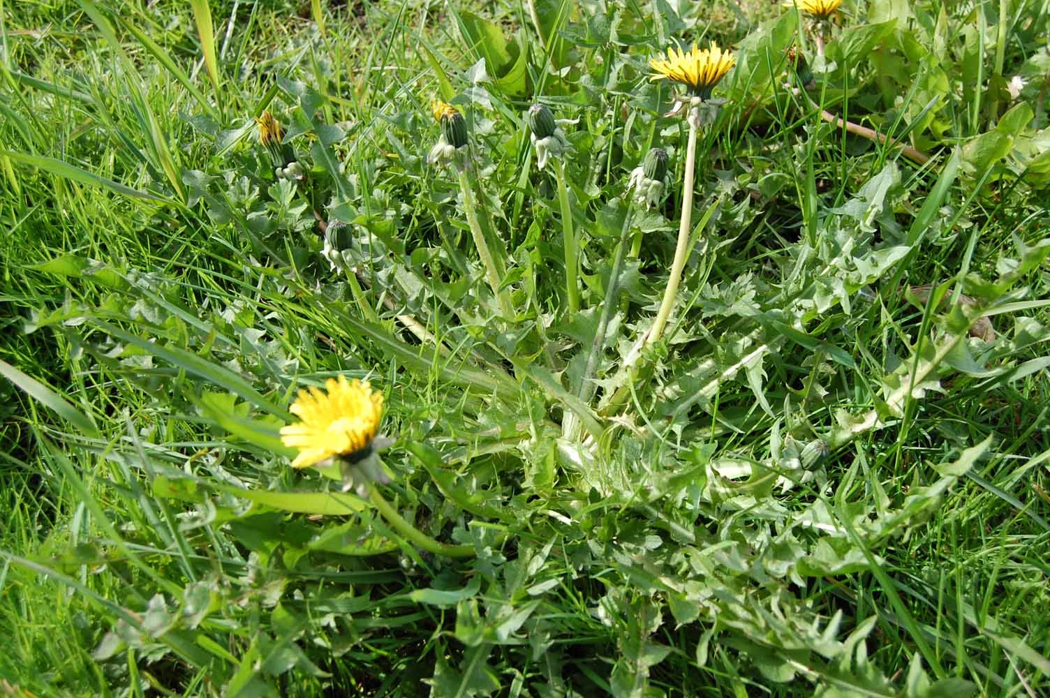 <em>Taraxacum densilobum</em> Dahlst.