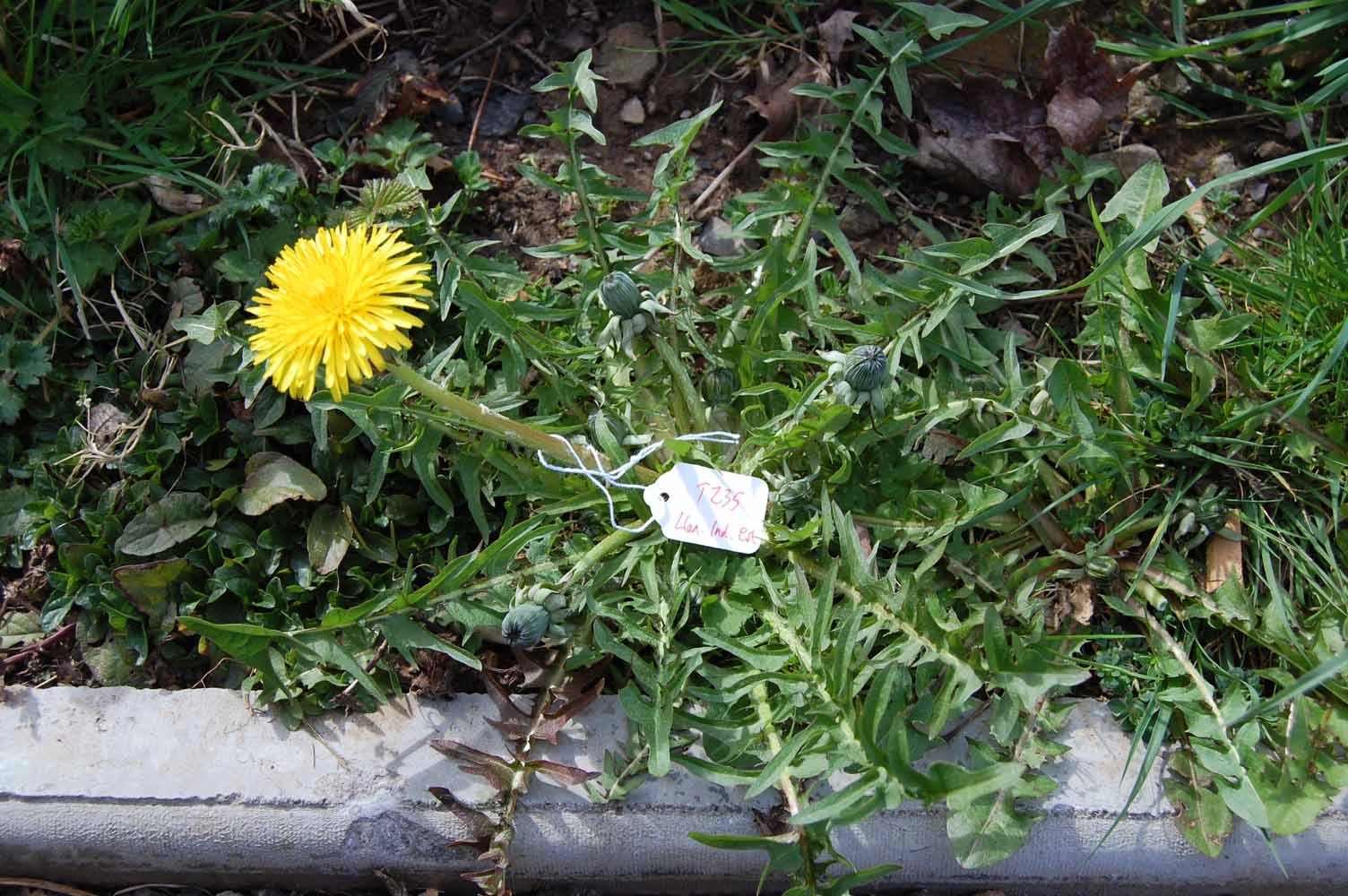 <em>Taraxacum densilobum</em> Dahlst.