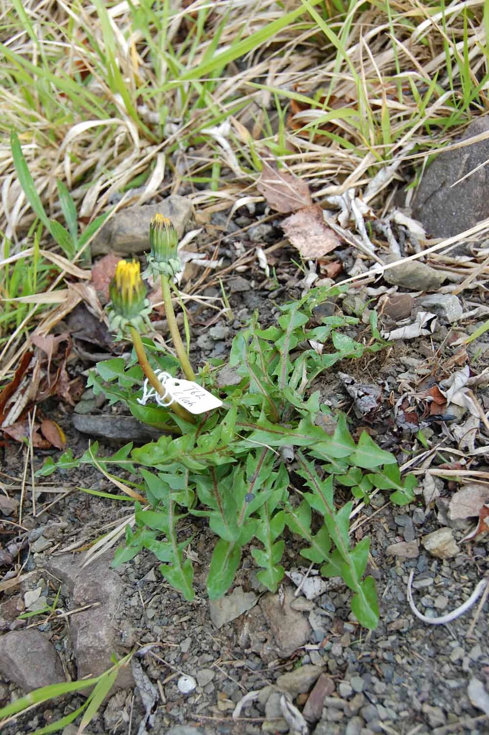 <em>Taraxacum dilatatum</em> H.Lindb.