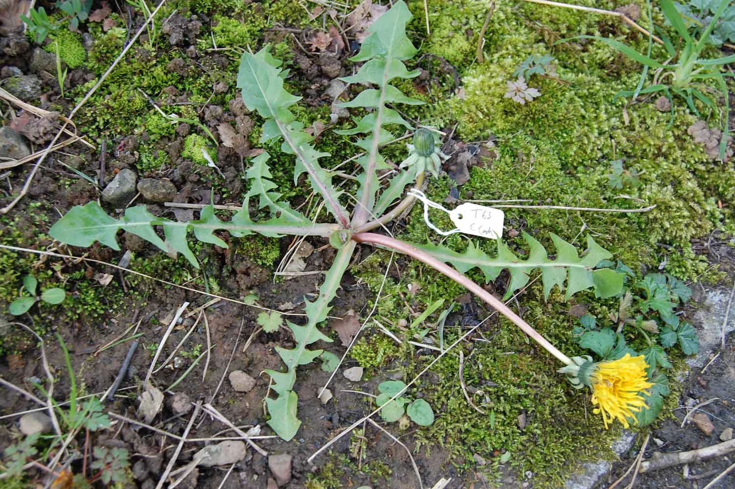 <em>Taraxacum dilatatum</em> H.Lindb.
