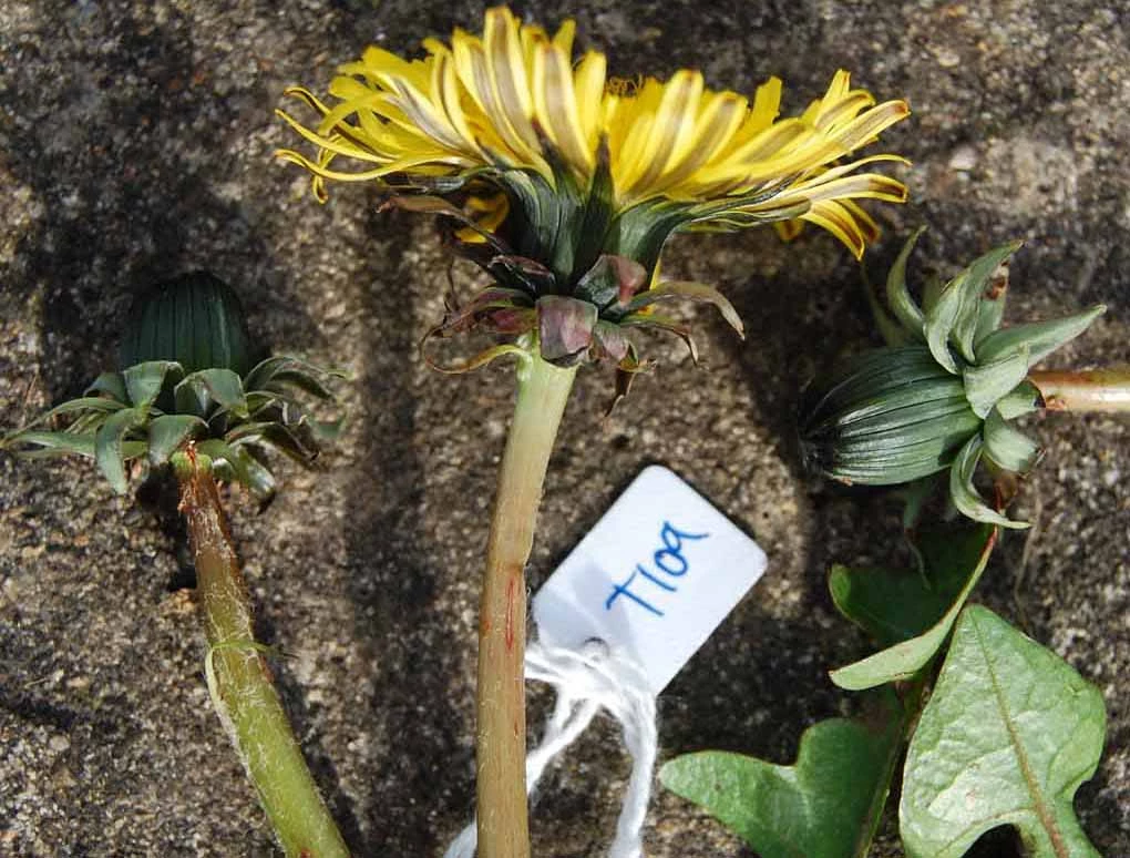 <em>Taraxacum duplidentifrons</em> Dahlst.
