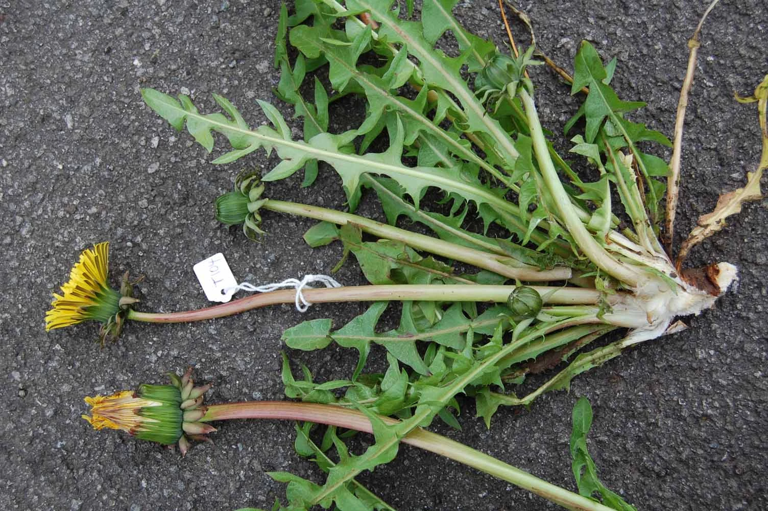 <em>Taraxacum edmondsonianum</em> H. Øllg. in Dudman & A. J. Richards