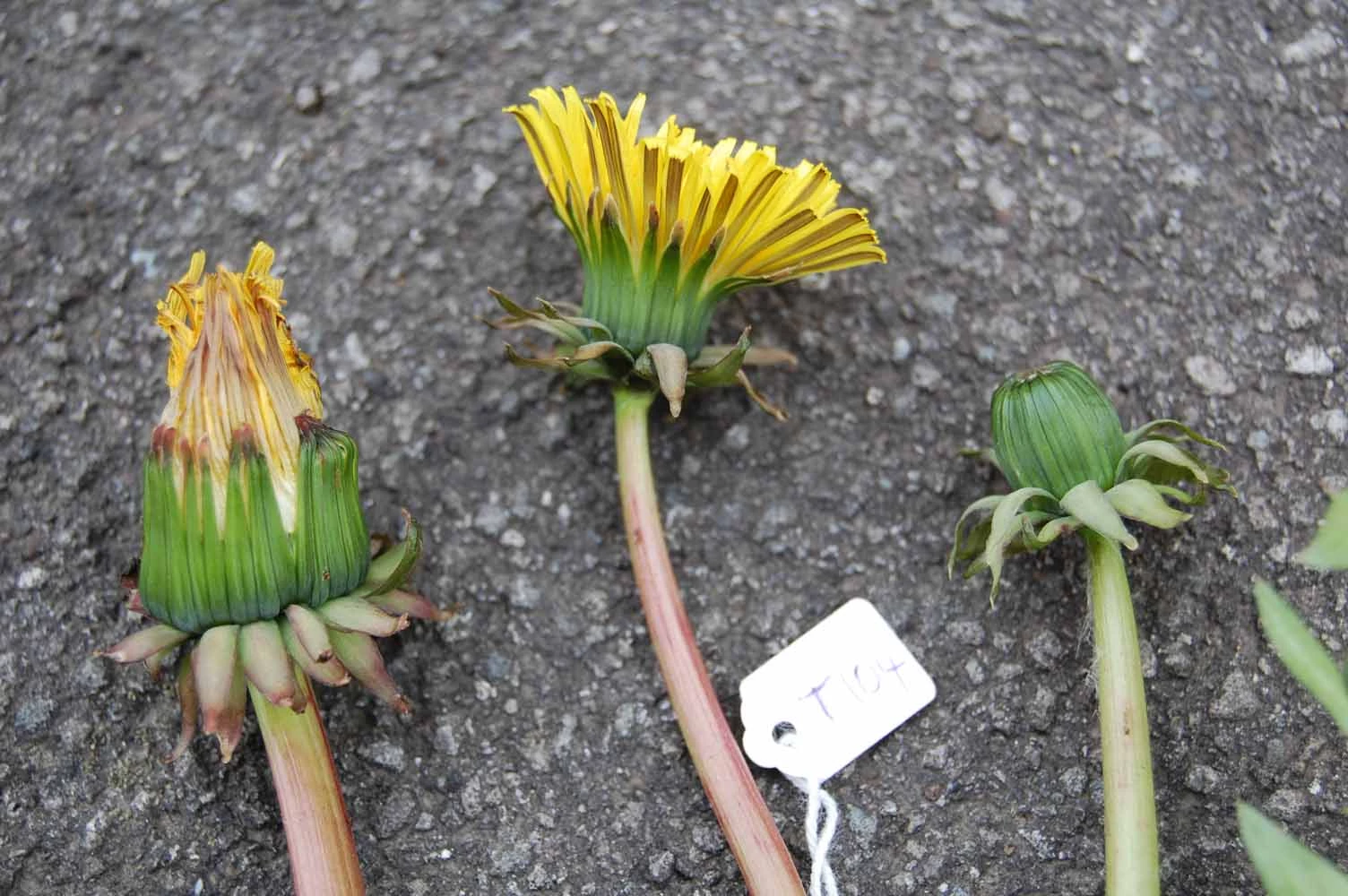 <em>Taraxacum edmondsonianum</em> H. Øllg. in Dudman & A. J. Richards
