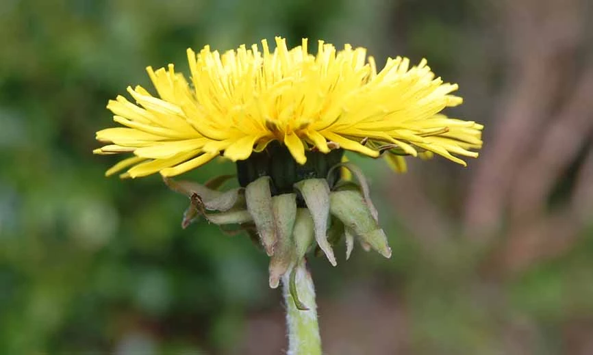 <em>Taraxacum edmondsonianum</em> H. Øllg. in Dudman & A. J. Richards