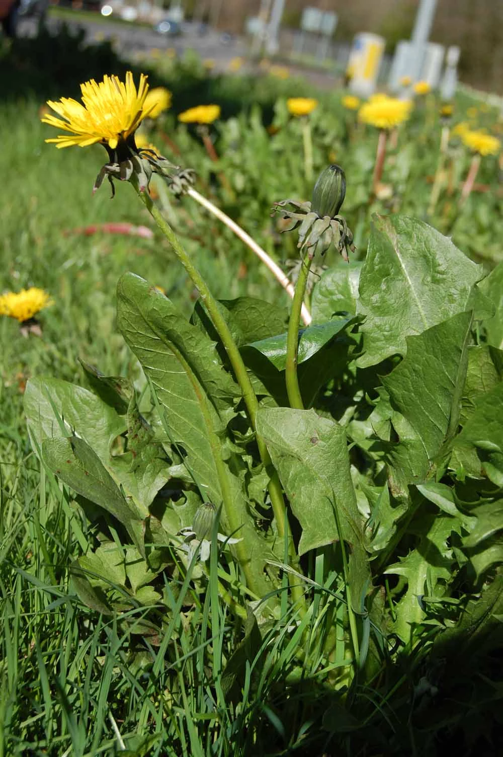 <em>Taraxacum ekmanii</em> Dahlst.