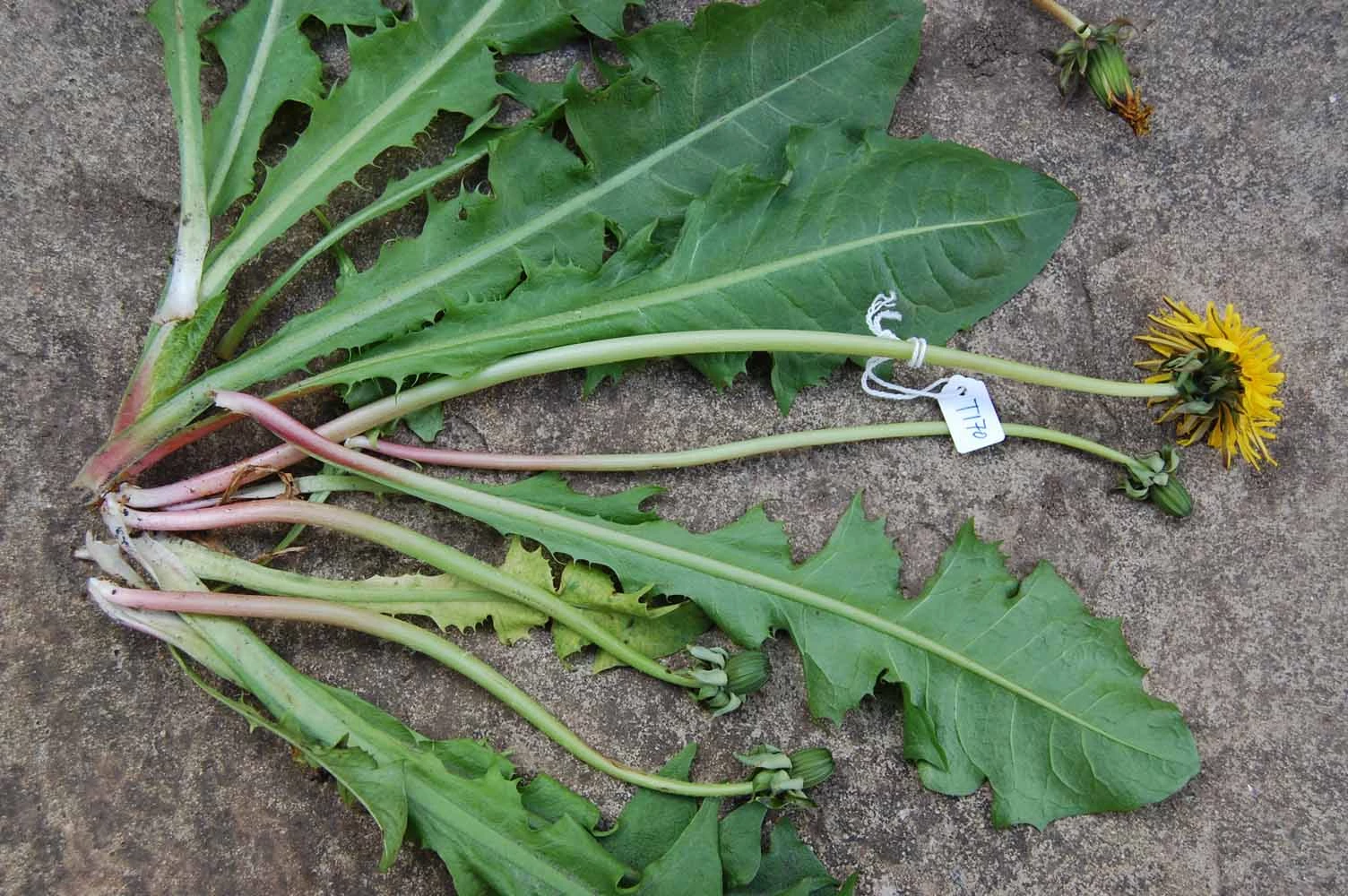 <em>Taraxacum ekmanii</em> Dahlst.