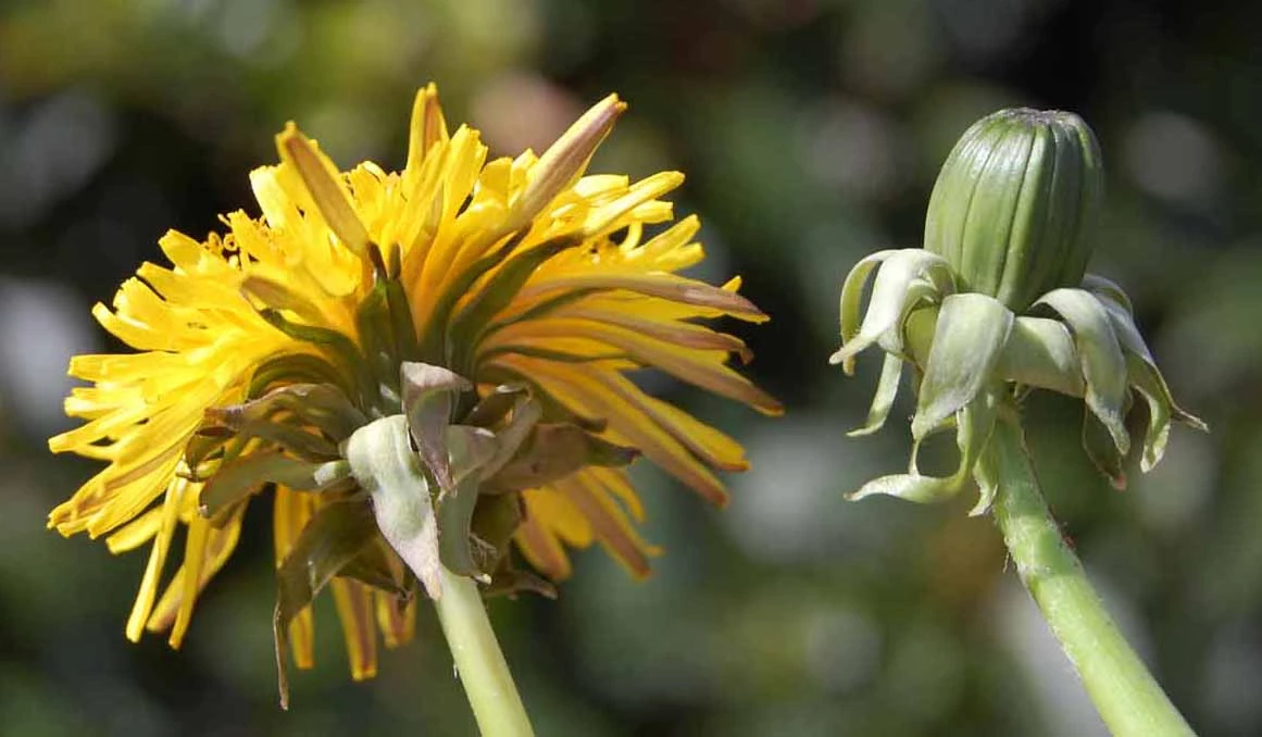 <em>Taraxacum ekmanii</em> Dahlst.