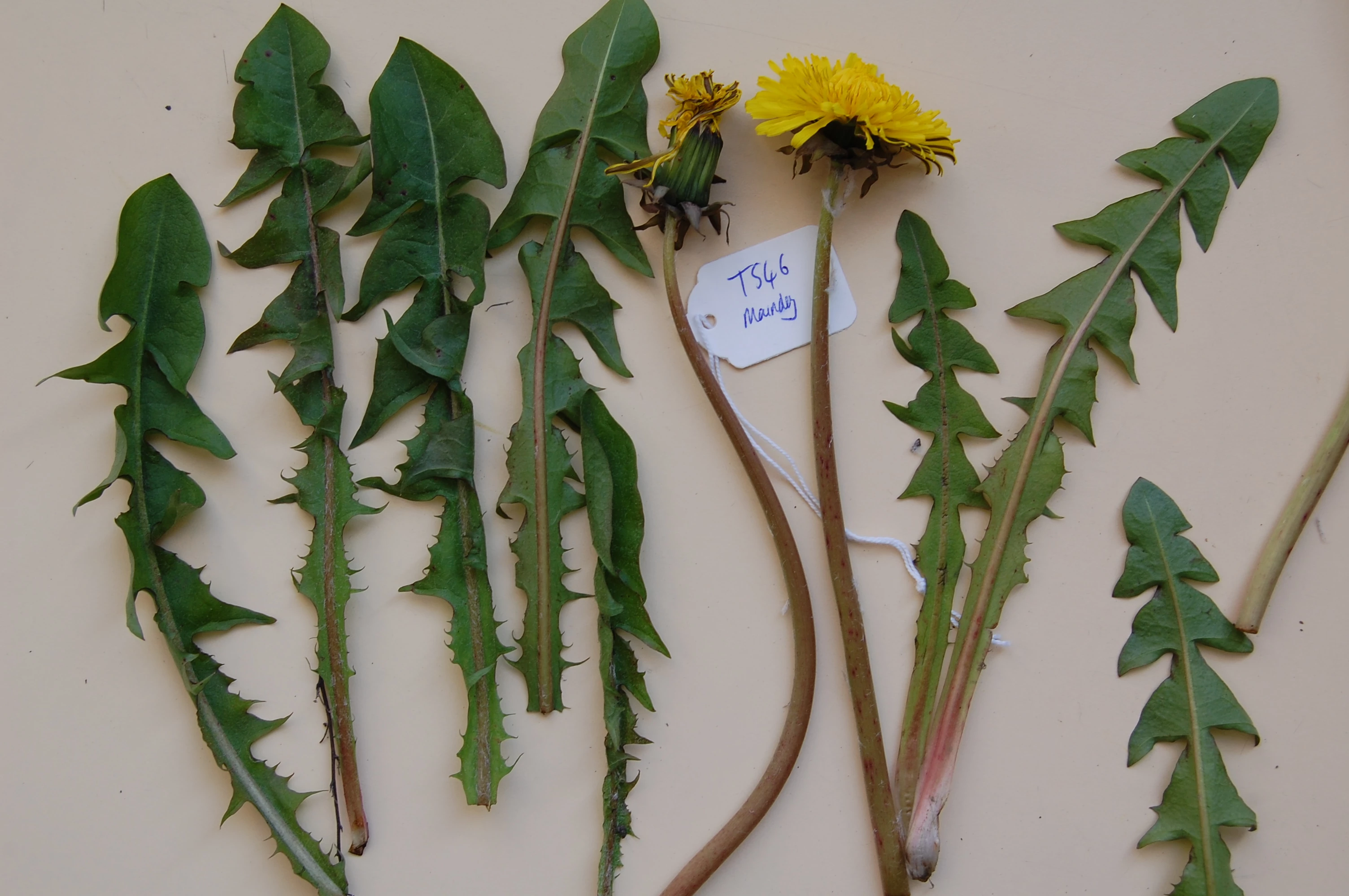 <em>Taraxacum exsertiforme</em> Hagend., Soest & Zevenb.