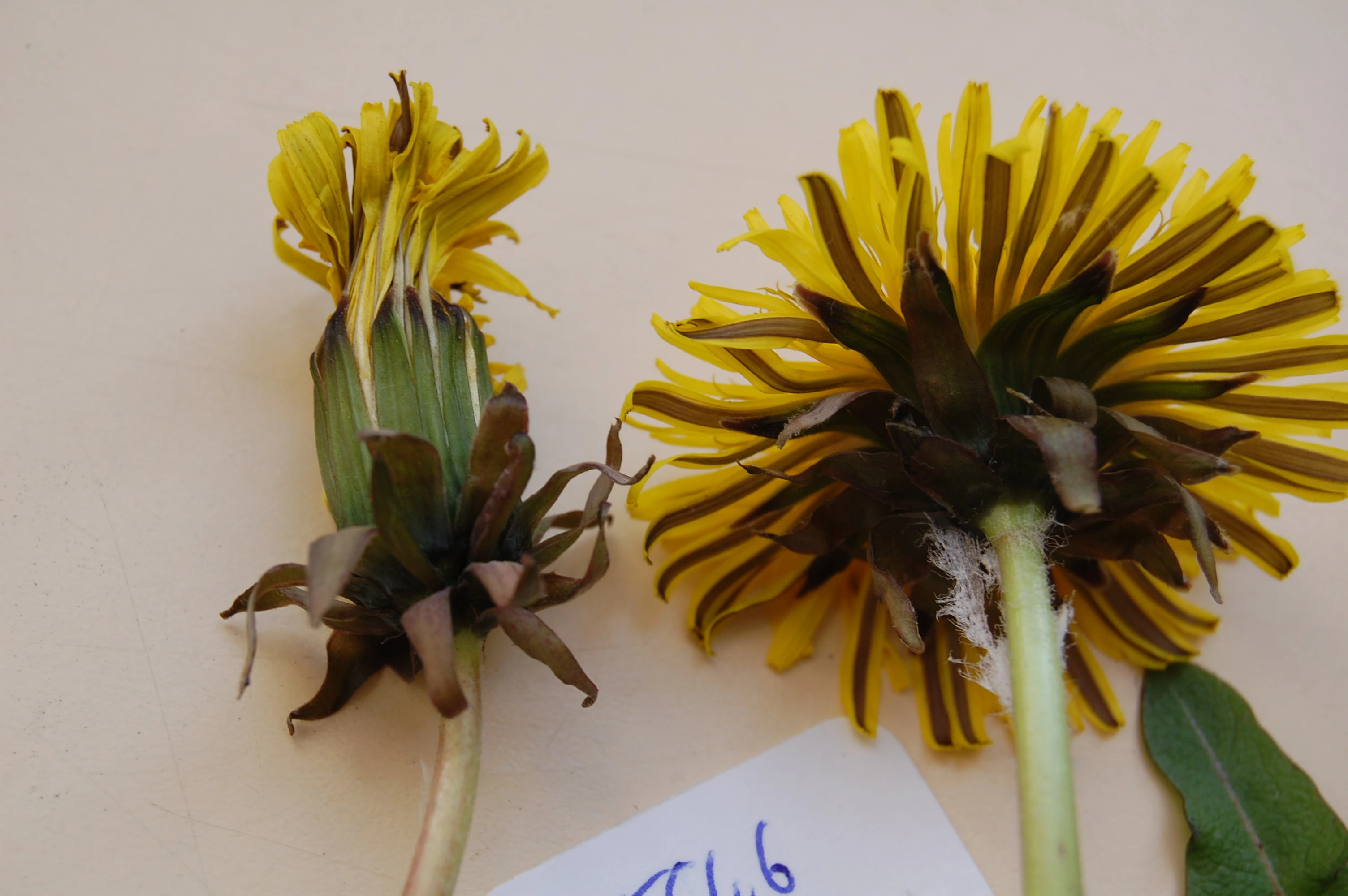 <em>Taraxacum exsertiforme</em> Hagend., Soest & Zevenb.
