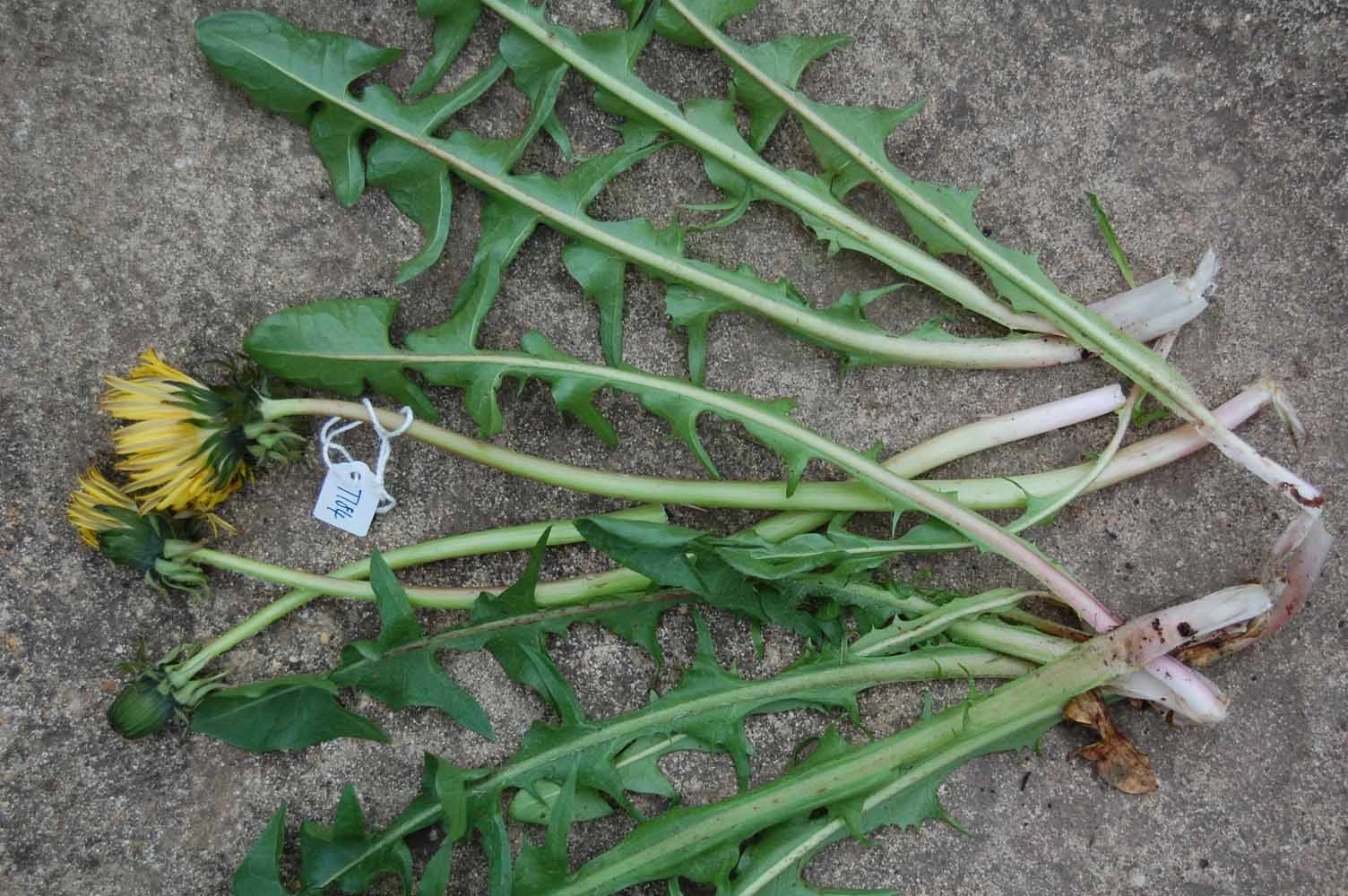 <em>Taraxacum fasciatum</em> Dahlst.