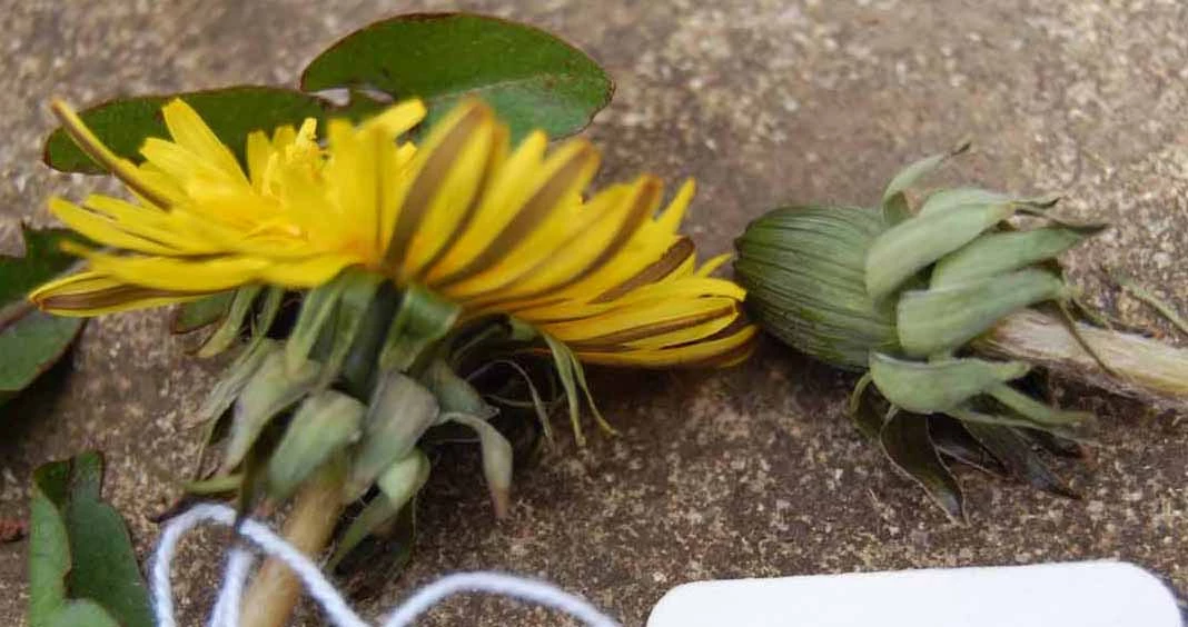 <em>Taraxacum hamatulum</em> Hagend., Soest & Zevenb.