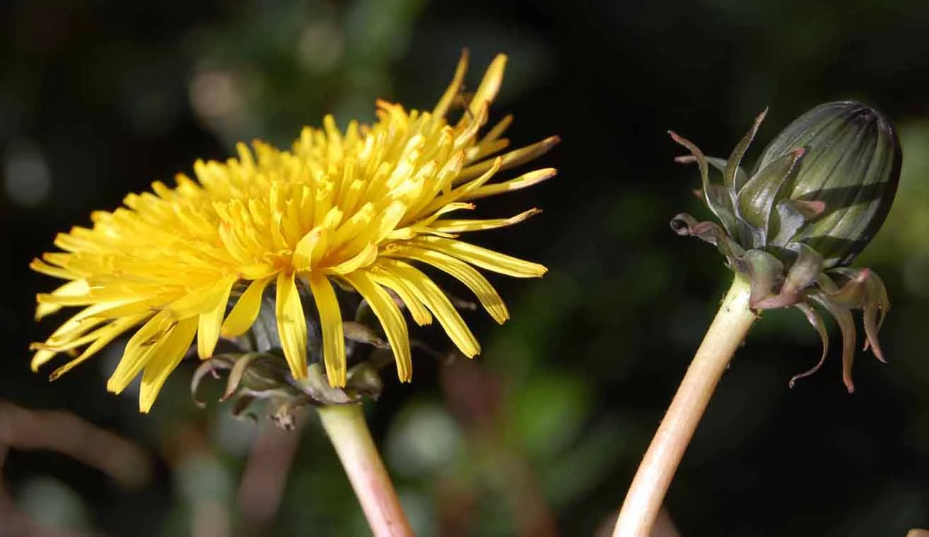 <em>Taraxacum hamatum</em> Raunk.