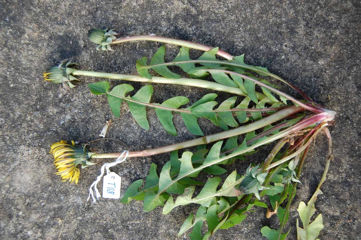 <em>Taraxacum hamiferum</em> Dahlst.