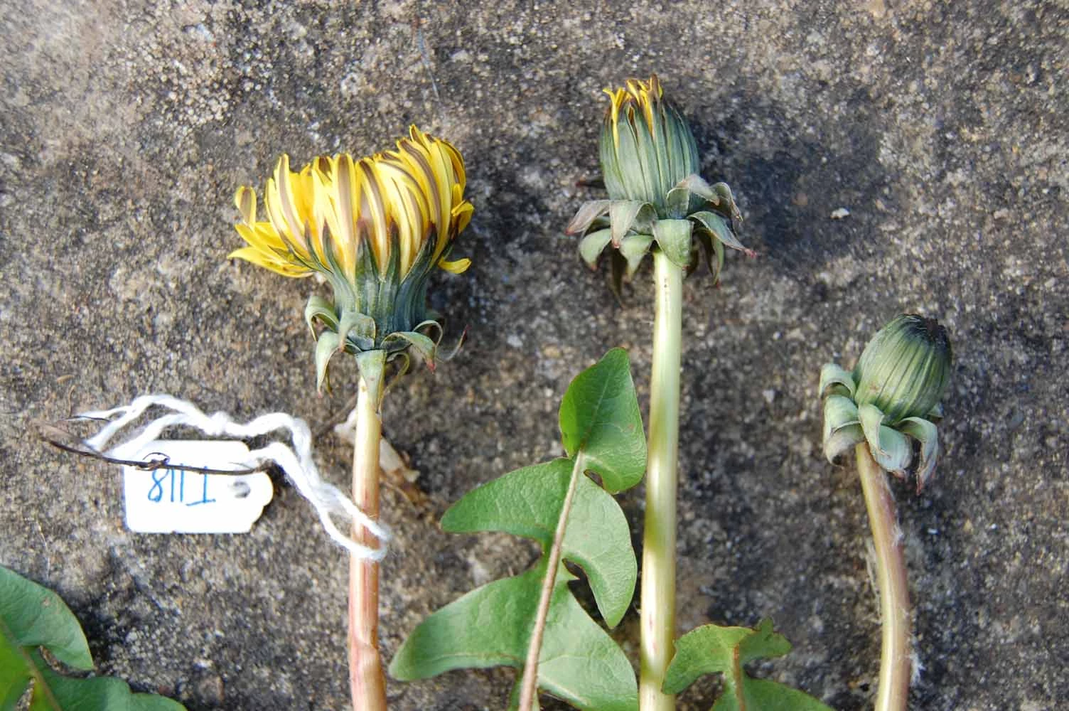 <em>Taraxacum hamiferum</em> Dahlst.