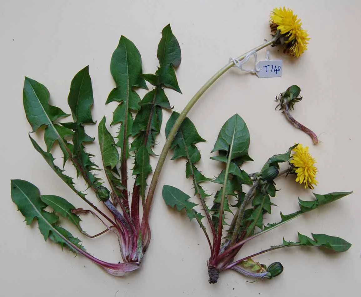 <em>Taraxacum hepaticum</em> Rail.