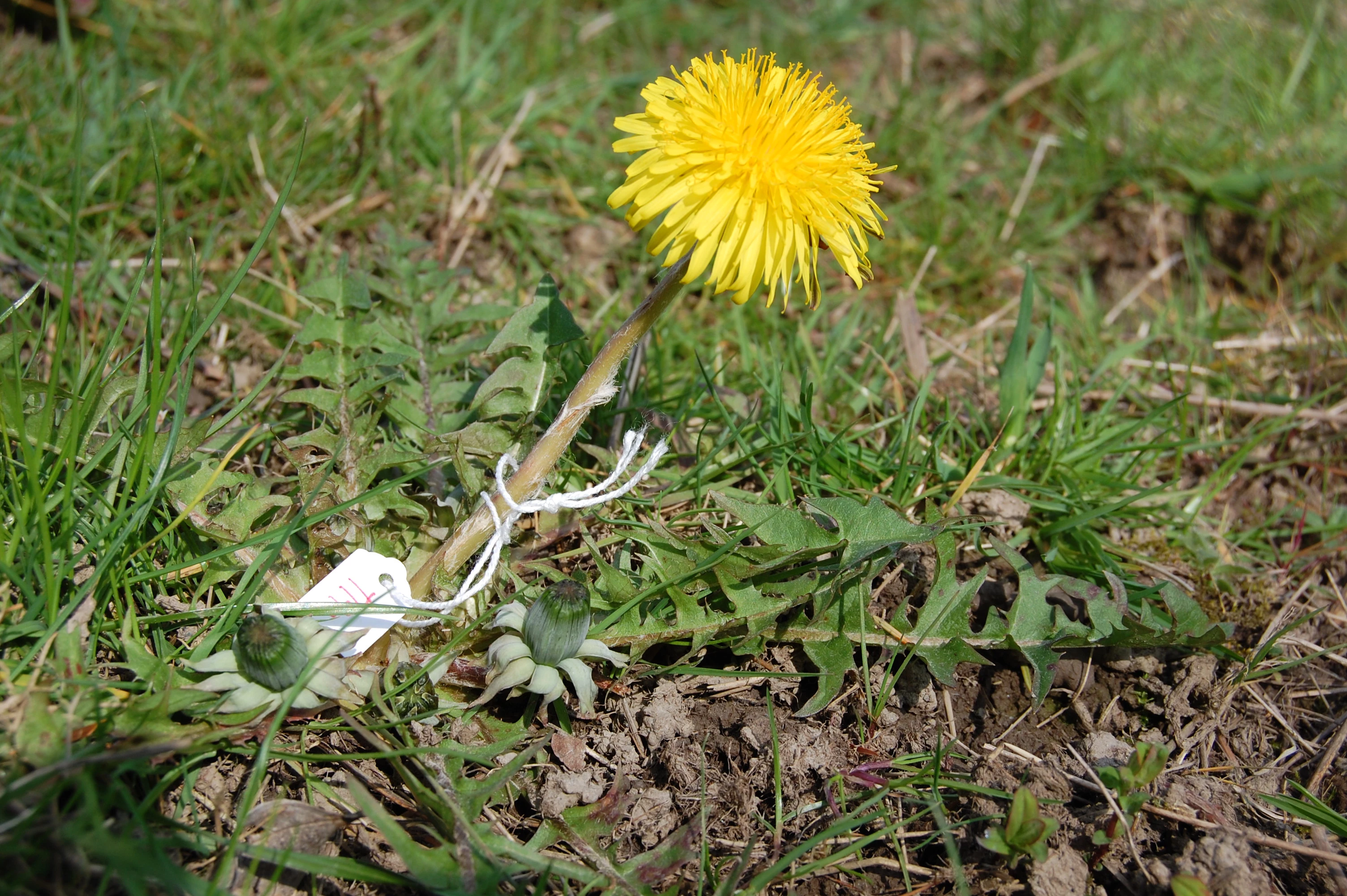 <em>Taraxacum horridifrons</em> Rail.