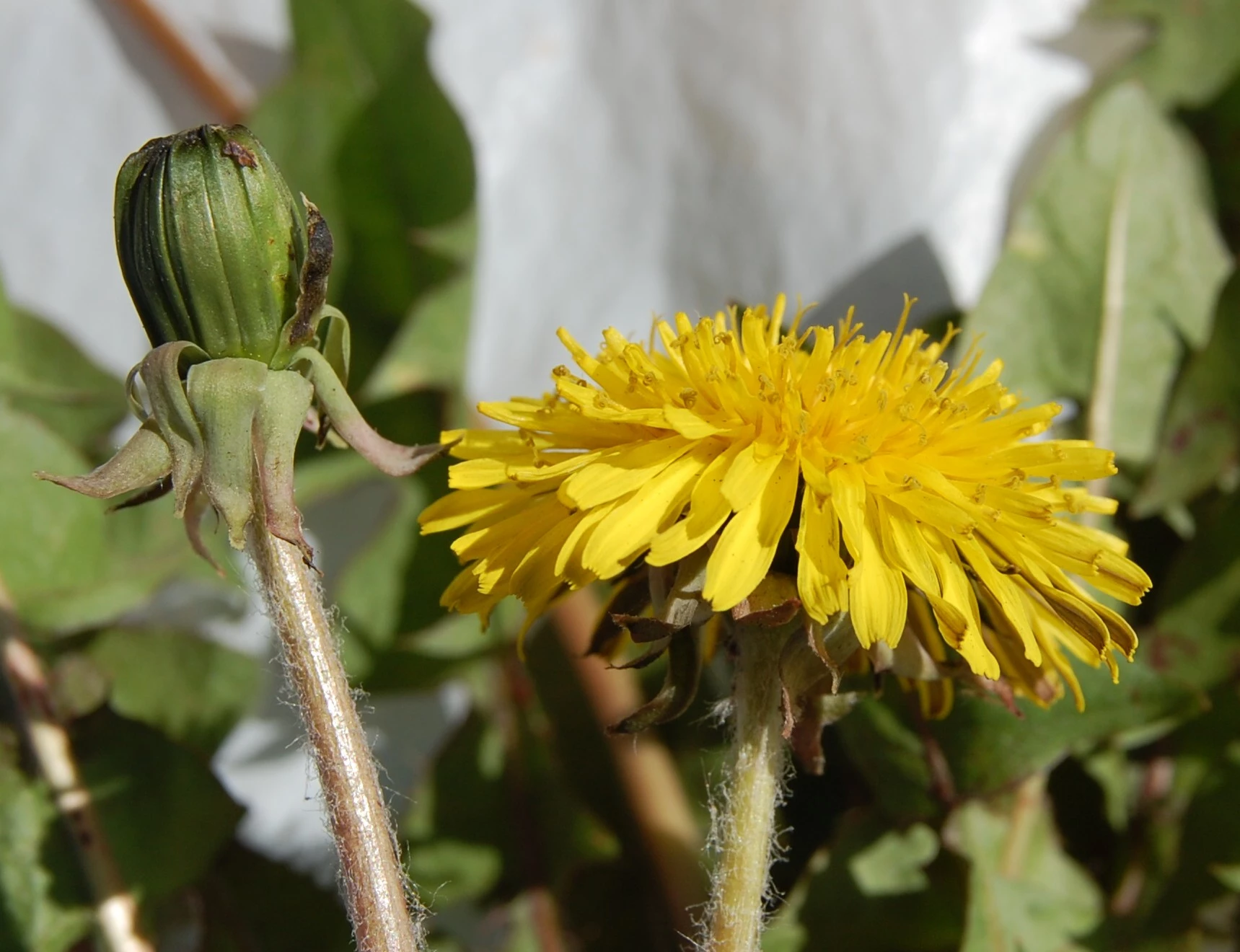 <em>Taraxacum inane</em> A.J.Richards 
