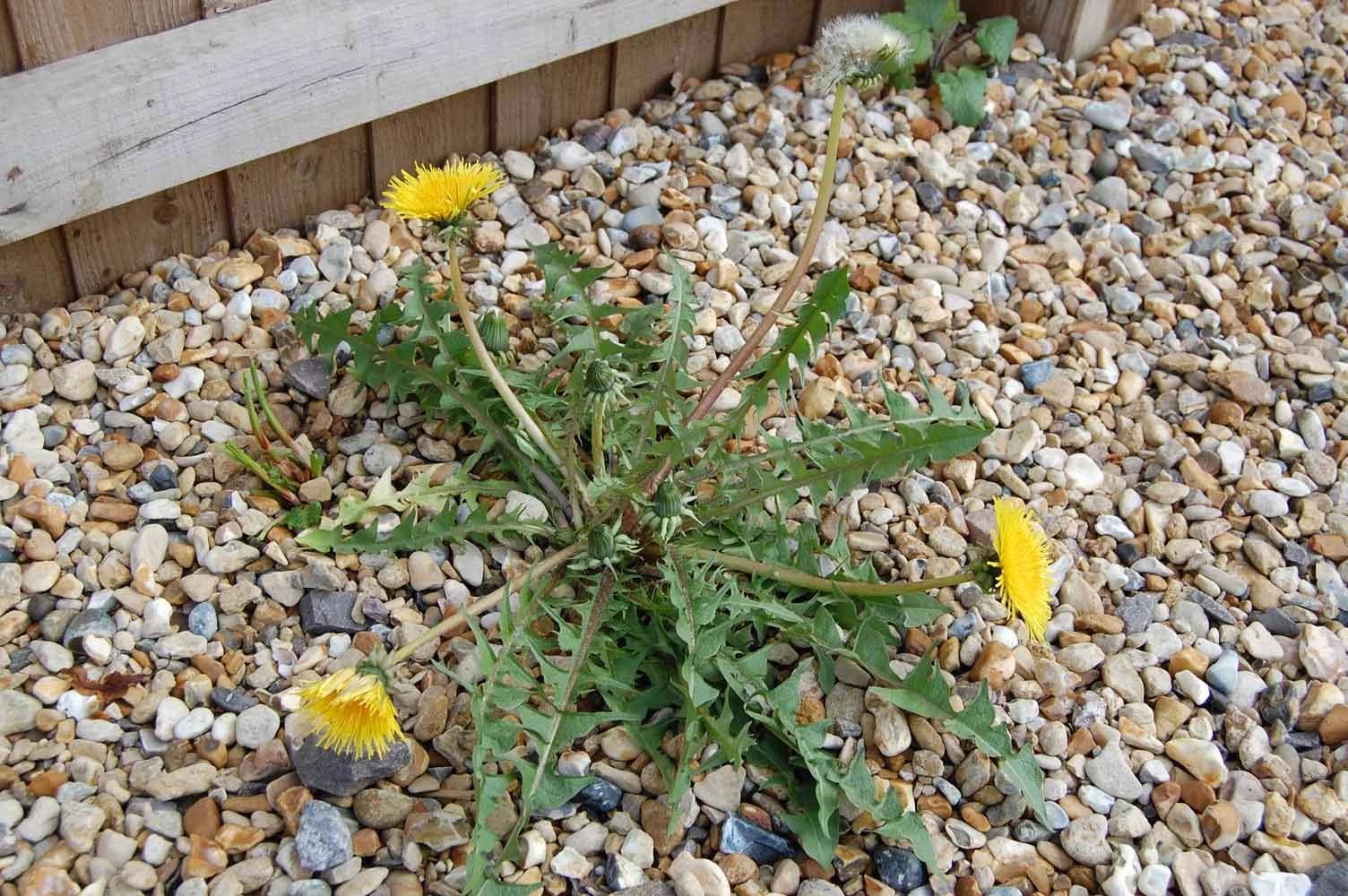 <em>Taraxacum interveniens</em> G.E.Haglund