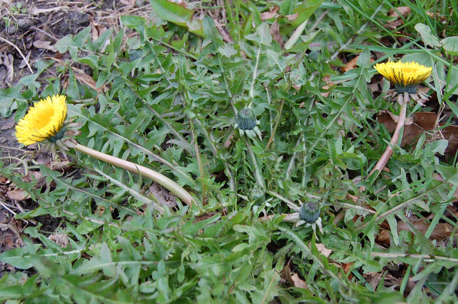 <em>Taraxacum lacerifolium</em> G.E.Haglund