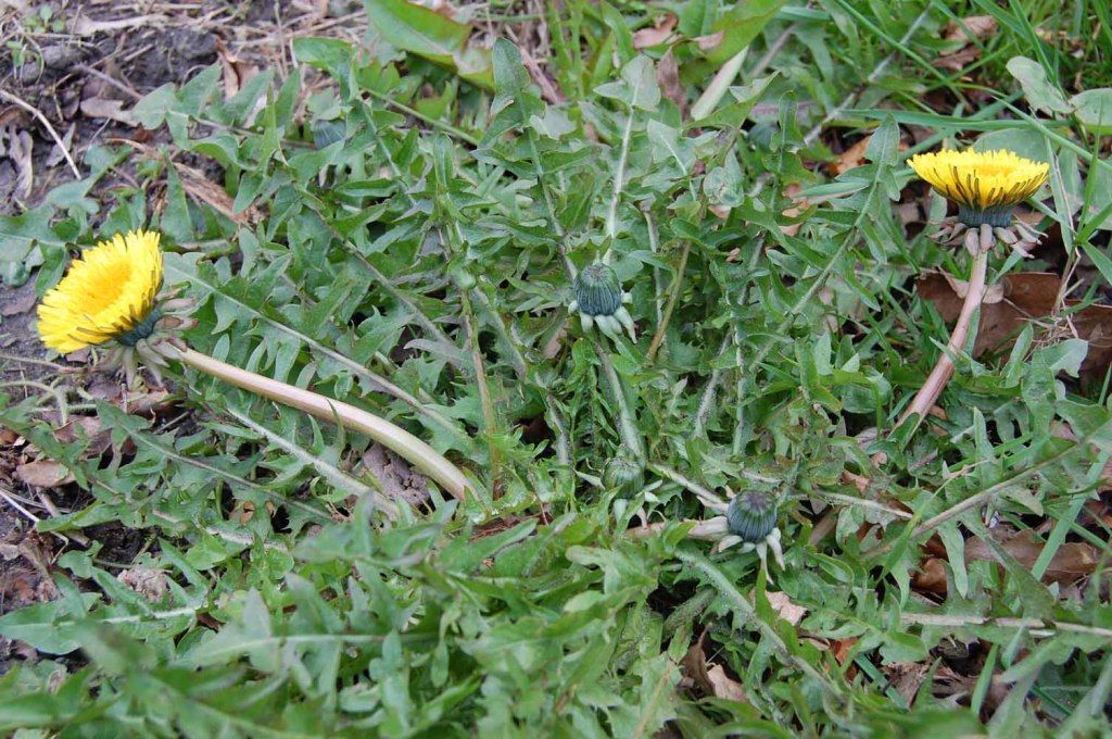 <em>Taraxacum lacerifolium</em> G.E.Haglund