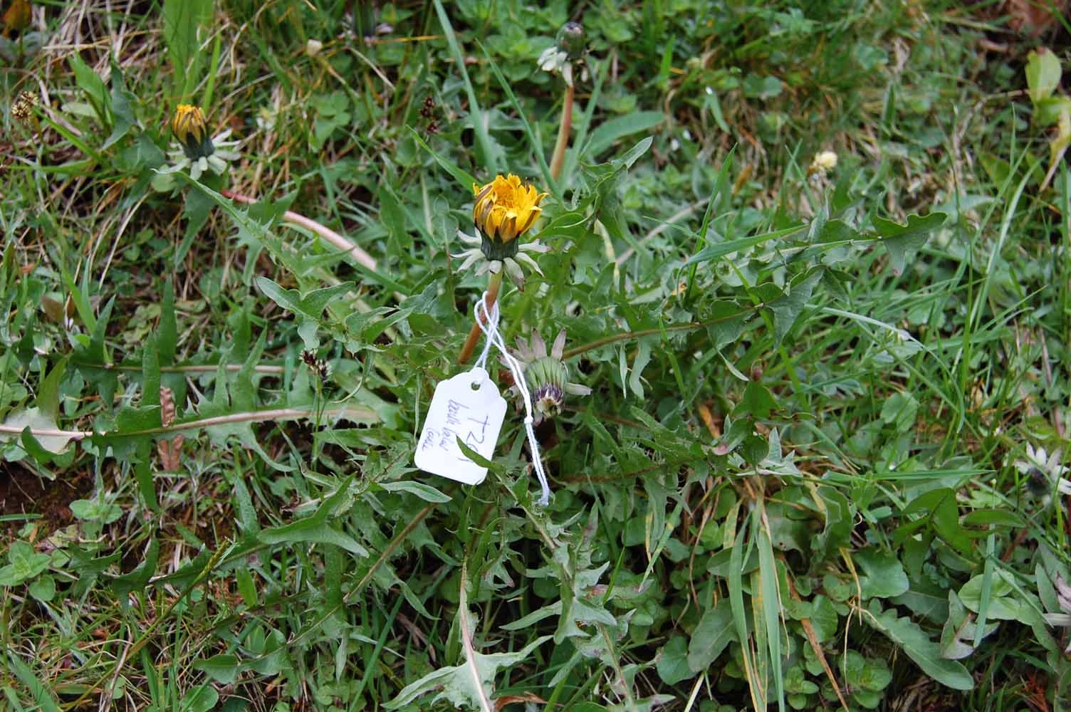 <em>Taraxacum lacerifolium</em> G.E.Haglund