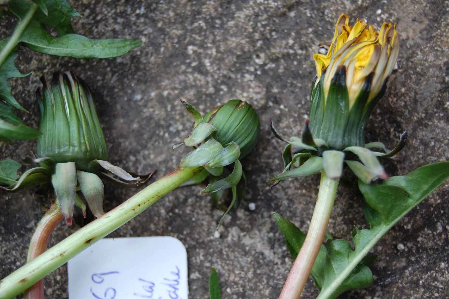 <em>Taraxacum lacerifolium</em> G.E.Haglund