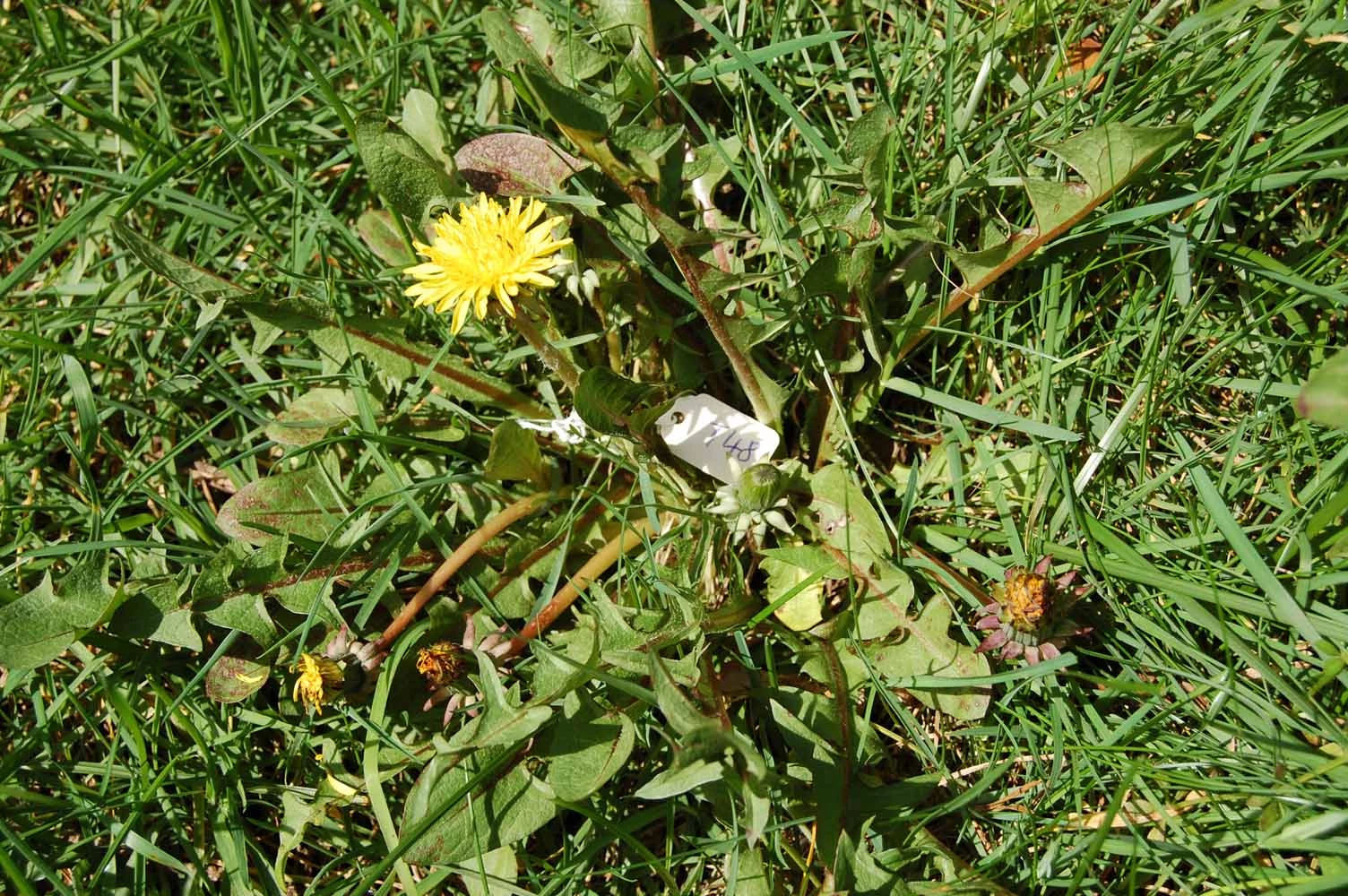 <em>Taraxacum laeticolor</em> Dahlst.