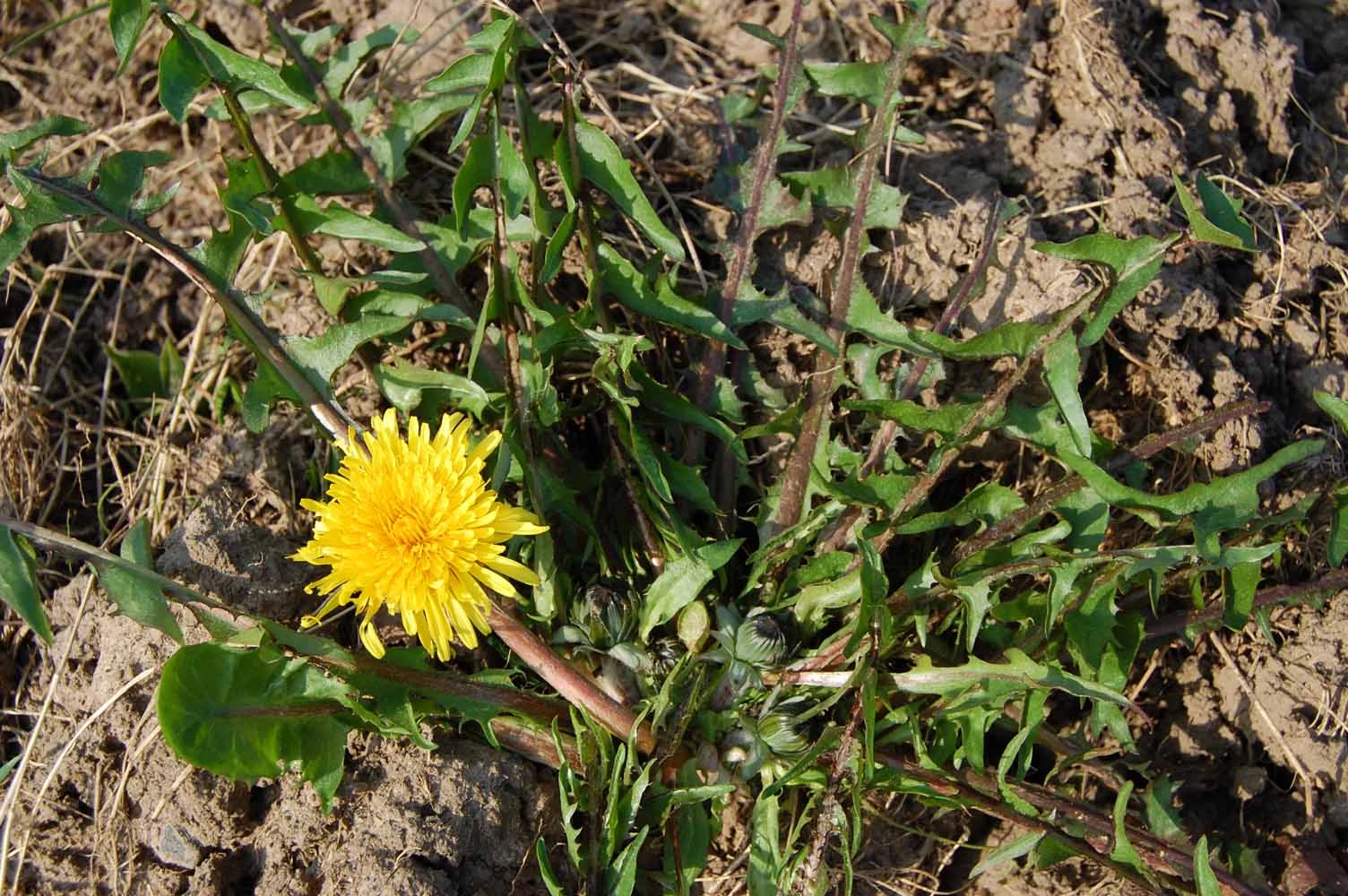 <em>Taraxacum lamprophyllum</em> M.P.Christ.