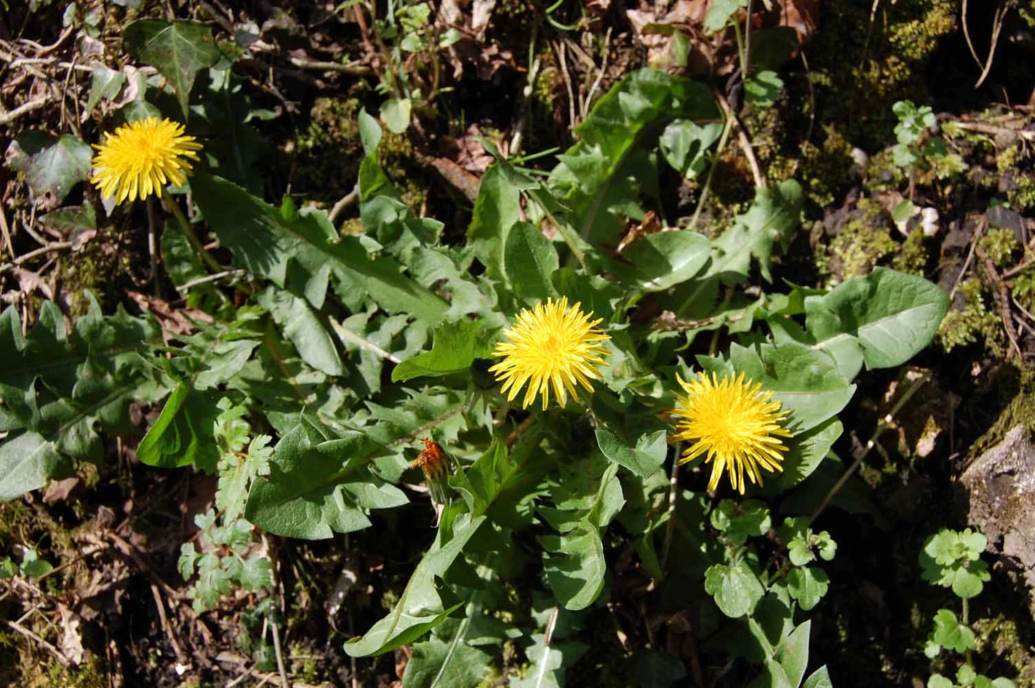 <em>Taraxacum laticordatum</em> Markl.