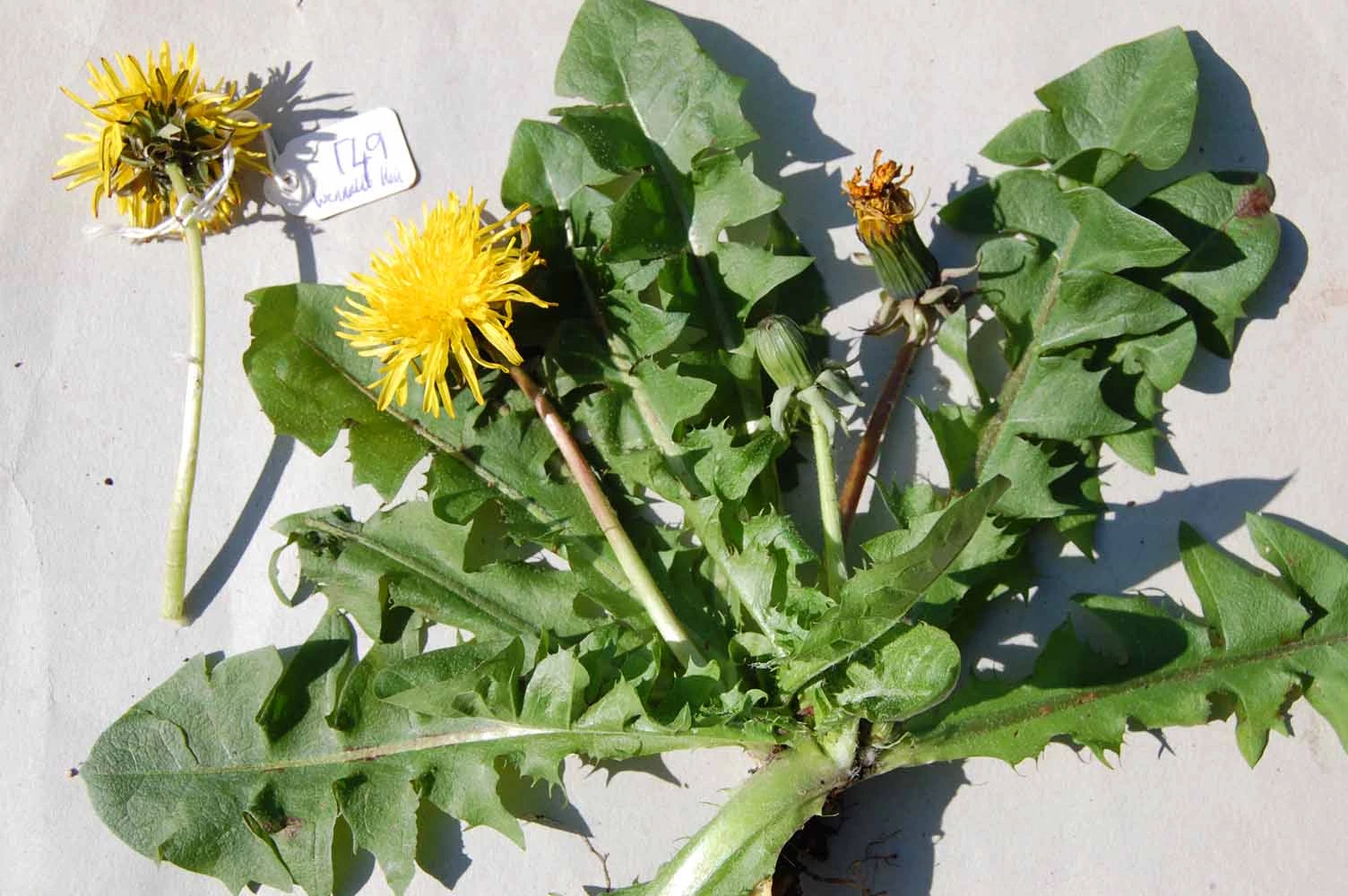 <em>Taraxacum laticordatum</em> Markl.