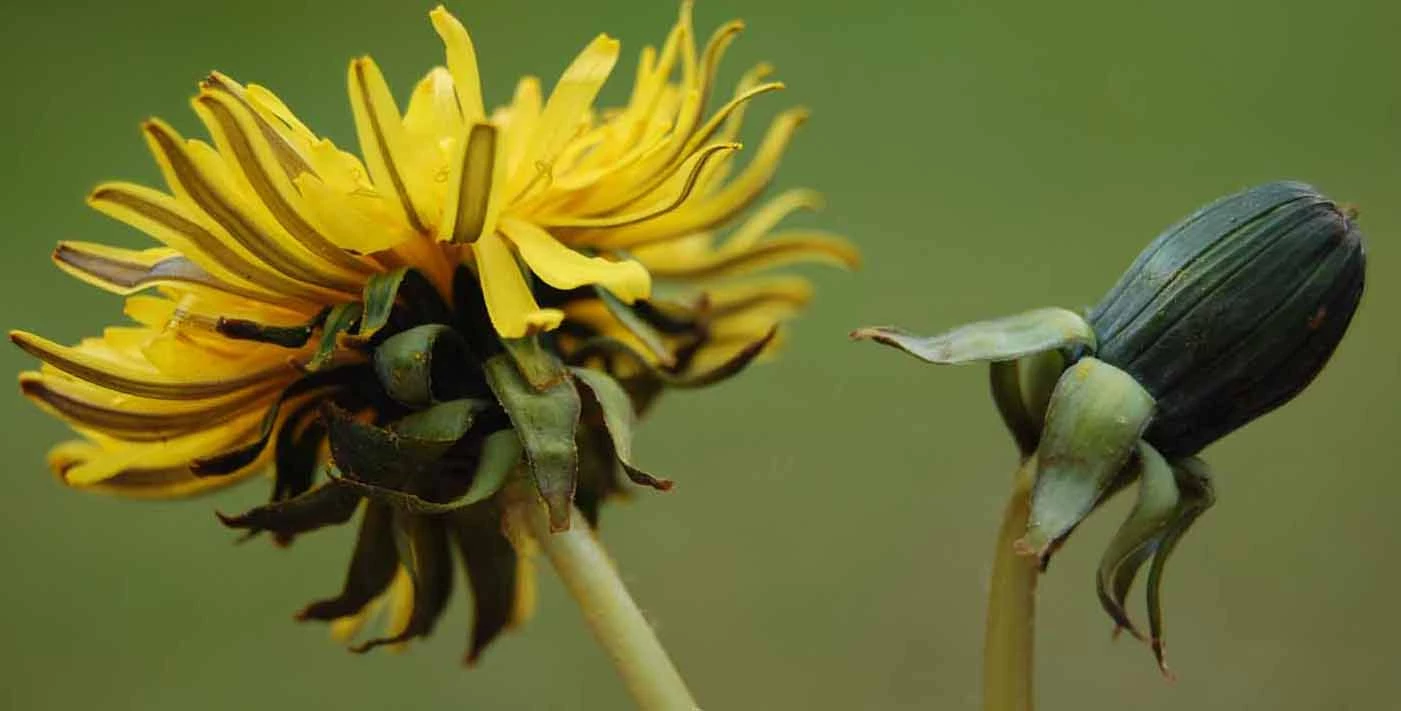 <em>Taraxacum lepidum </em> M.P.Christ.