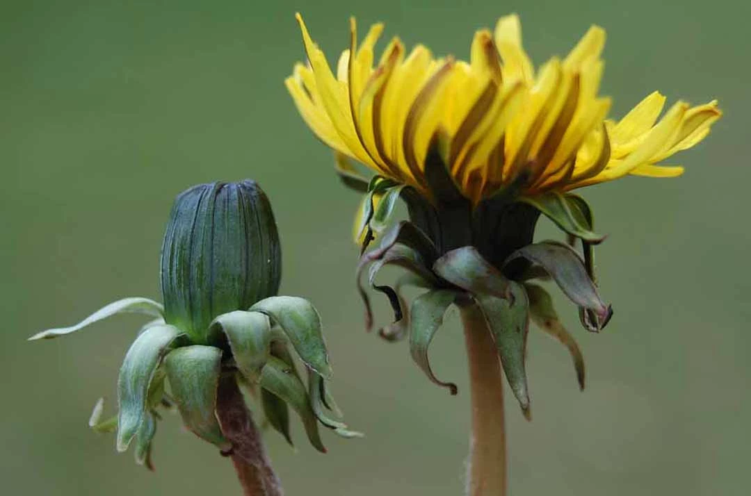 <em>Taraxacum lingulatum</em> Markl.